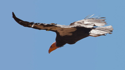 Condor in flight