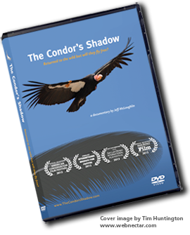 Buy the Condor's Shadow on DVD
