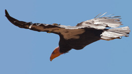 Condor Soaring